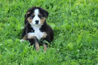 ♥️Little Rocco♥️, a male Bernese Mountain Dog for sale in Gambier, OH – 2 of 10