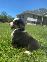 ♥️Sweet Bernie ♥️, a male Collie and Bernese Mountain Dog for sale in Gambier, OH – 8 of 10