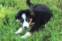 ♥️LITTLE JAXSON♥️, a male Collie and Bernese Mountain Dog for sale in Gambier, OH – 6 of 9