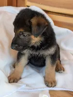 Turbo, a male German Shepherd Dog for sale in Gambier, OH – 4 of 7