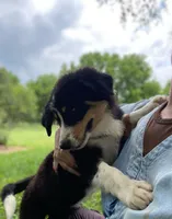 ♥️LITTLE JIMBOB♥️, a male Collie and Bernese Mountain Dog for sale in Gambier, OH – 7 of 9