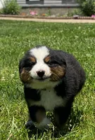 ♥️Sweet Bernie ♥️, a male Collie and Bernese Mountain Dog for sale in Gambier, OH – 2 of 10