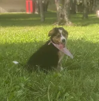 Daisy Mae, a female Collie and Bernese Mountain Dog for sale in Gambier, OH – 3 of 6
