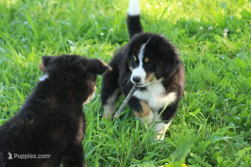 ♥️Little Rocco♥️ – Bernese Mountain Dog puppy for sale in Gambier, OH