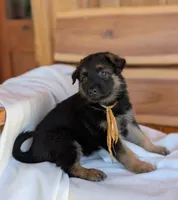 Diesel, a male German Shepherd Dog for sale in Gambier, OH – 6 of 10
