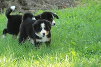 ♥️Little Rocco♥️, a male Bernese Mountain Dog for sale in Gambier, OH – 4 of 10