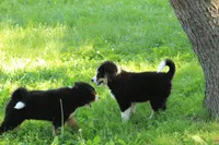 ♥️Little Rocco♥️, a male Bernese Mountain Dog for sale in Gambier, OH – 7 of 10