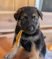 Diesel, a male German Shepherd Dog for sale in Gambier, OH – 9 of 10