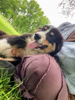 ♥️LITTLE JIMBOB♥️, a male Collie and Bernese Mountain Dog for sale in Gambier, OH – 9 of 9