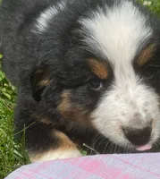 ♥️Sweet Bernie ♥️, a male Collie and Bernese Mountain Dog for sale in Gambier, OH – 10 of 10