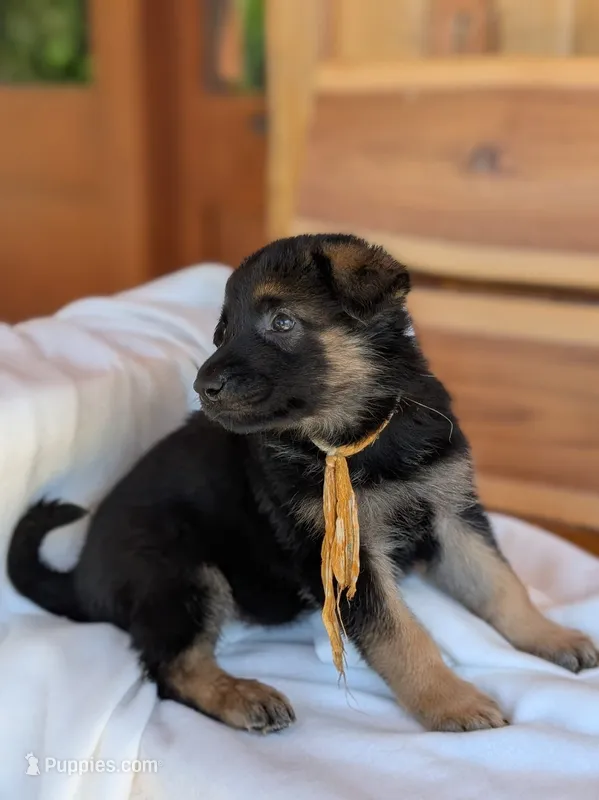 Diesel – German Shepherd Dog puppy for sale in Gambier, OH