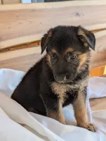 Turbo, a male German Shepherd Dog for sale in Gambier, OH – 6 of 7