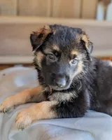 Diesel, a male German Shepherd Dog for sale in Gambier, OH – 10 of 10