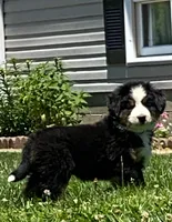♥️Sweet Bernie ♥️, a male Collie and Bernese Mountain Dog for sale in Gambier, OH – 7 of 10