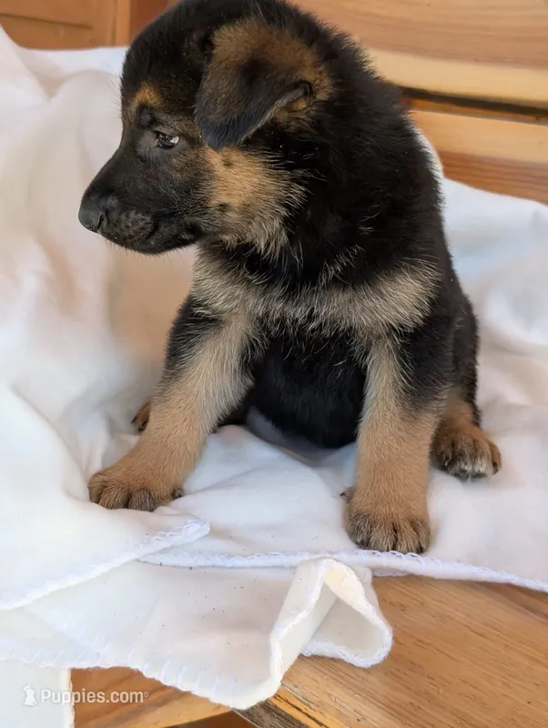 Turbo – German Shepherd Dog puppy for sale in Gambier, OH