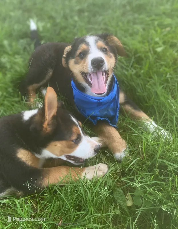 Little Dawson  – Collie, Bernese Mountain Dog puppy for sale in Gambier, OH