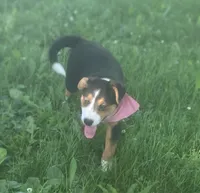 Daisy Mae, a female Collie and Bernese Mountain Dog for sale in Gambier, OH – 2 of 6