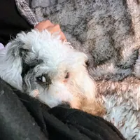 ♥️Tiny Hazel Mae♥️, a female Poodle - Toy  for sale in Gambier, OH – Photo 7 of 10