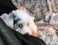 ♥️Tiny Hazel Mae♥️, a female Poodle - Toy  for sale in Gambier, OH – Photo 7 of 10