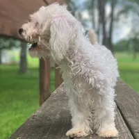 ♥️Tiny Hazel Mae♥️, a female Poodle - Toy  for sale in Gambier, OH – Photo 3 of 10
