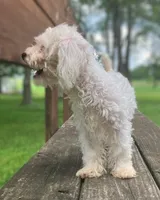 ♥️Tiny Hazel Mae♥️, a female Poodle - Toy  for sale in Gambier, OH – Photo 3 of 10