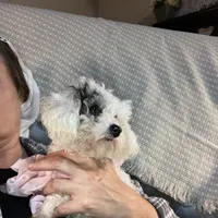 ♥️Tiny Hazel Mae♥️, a female Poodle - Toy  for sale in Gambier, OH – Photo 8 of 10