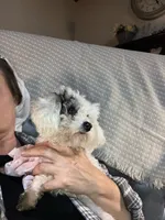 ♥️Tiny Hazel Mae♥️, a female Poodle - Toy  for sale in Gambier, OH – Photo 8 of 10