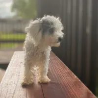 ♥️Tiny Hazel Mae♥️, a female Poodle - Toy  for sale in Gambier, OH – Photo 1 of 10