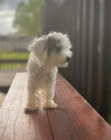 ♥️Tiny Hazel Mae♥️, a female Poodle - Toy  for sale in Gambier, OH – Photo 1 of 10
