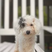 ♥️Tiny Hazel Mae♥️, a female Poodle - Toy  for sale in Gambier, OH – Photo 2 of 10