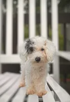 ♥️Tiny Hazel Mae♥️, a female Poodle - Toy  for sale in Gambier, OH – Photo 2 of 10