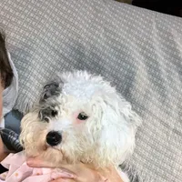 ♥️Tiny Hazel Mae♥️, a female Poodle - Toy  for sale in Gambier, OH – Photo 10 of 10