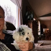 ♥️Tiny Hazel Mae♥️, a female Poodle - Toy  for sale in Gambier, OH – Photo 4 of 10