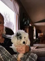 ♥️Tiny Hazel Mae♥️, a female Poodle - Toy  for sale in Gambier, OH – Photo 4 of 10