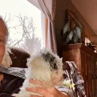 ♥️Tiny Hazel Mae♥️, a female Poodle - Toy  for sale in Gambier, OH – Photo 6 of 10