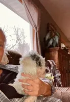 ♥️Tiny Hazel Mae♥️, a female Poodle - Toy  for sale in Gambier, OH – Photo 6 of 10