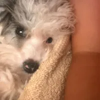 ♥️Tiny Hazel Mae♥️, a female Poodle - Toy  for sale in Gambier, OH – Photo 5 of 10