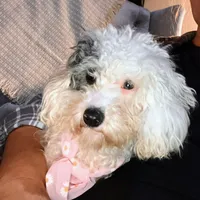 ♥️Tiny Hazel Mae♥️, a female Poodle - Toy  for sale in Gambier, OH – Photo 9 of 10