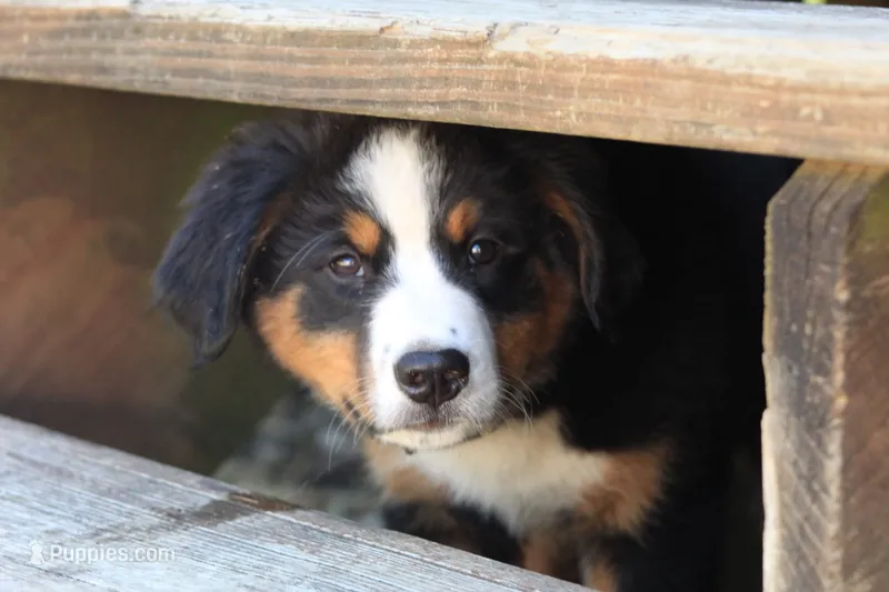 ♥️Little Rocco♥️ – Collie, Bernese Mountain Dog puppy for sale in Gambier, OH