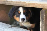 ♥️Little Rocco♥️, a male Bernese Mountain Dog for sale in Gambier, OH – 9 of 10