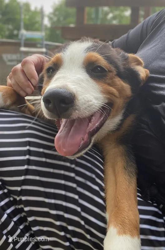 ♥️LITTLE NELSON♥️ – Collie, Bernese Mountain Dog puppy for sale in Gambier, OH