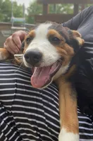 ♥️LITTLE NELSON♥️, a male Collie and Bernese Mountain Dog for sale in Gambier, OH – 1 of 9