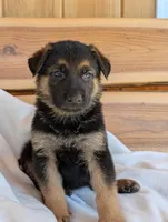 Turbo, a male German Shepherd Dog for sale in Gambier, OH – 2 of 7