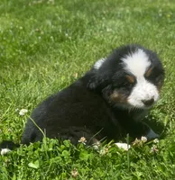 ♥️Sweet Bernie ♥️, a male Collie and Bernese Mountain Dog for sale in Gambier, OH – 5 of 10