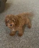 KING, a male Cockapoo for sale in Gambier, OH – Photo 10 of 10