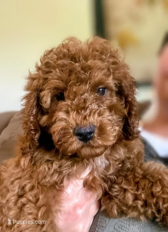 KING – Cockapoo puppy for sale in Gambier, OH