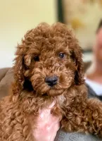 KING, a male Cockapoo for sale in Gambier, OH – Photo 1 of 10