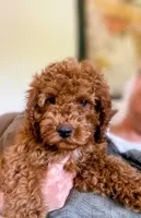 KING, a male Cockapoo for sale in Gambier, OH – Photo 3 of 10
