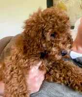 KING, a male Cockapoo for sale in Gambier, OH – Photo 2 of 10