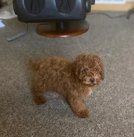 KING, a male Cockapoo for sale in Gambier, OH – Photo 4 of 10